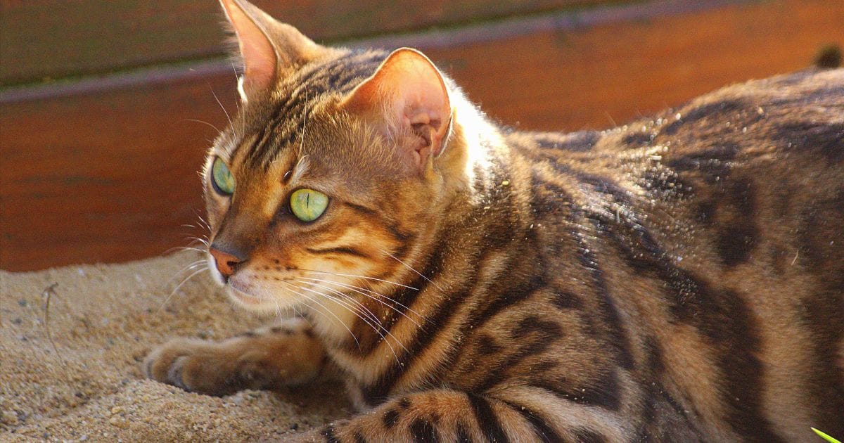Gato Bengal: Beleza Selvagem em um pet Domesticado