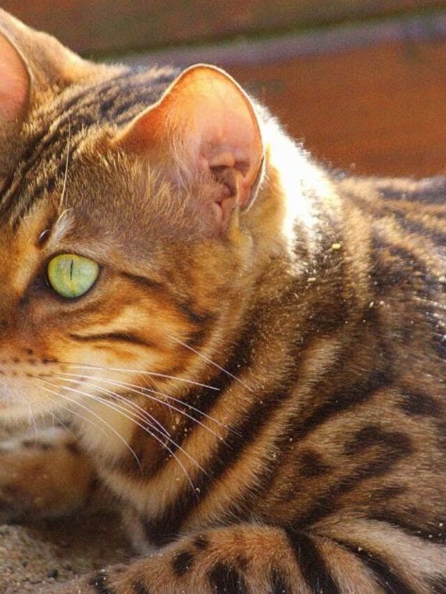 Gato Bengal: Beleza Selvagem em um pet Domesticado