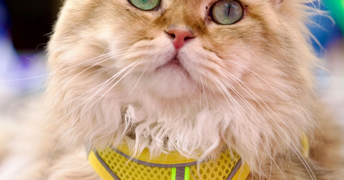 Peitoral Para Gatos Você já Viu um Gato Passeando de Coleira?