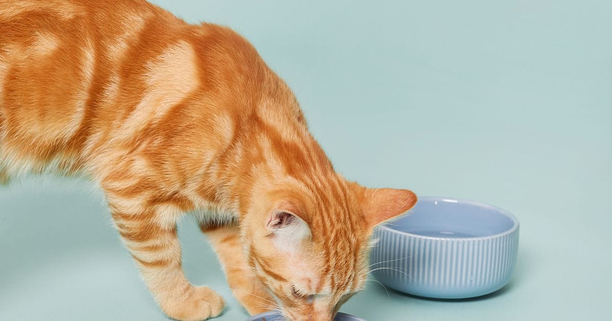 Ração para Gatos Castrados: Como Escolher a Ideal?