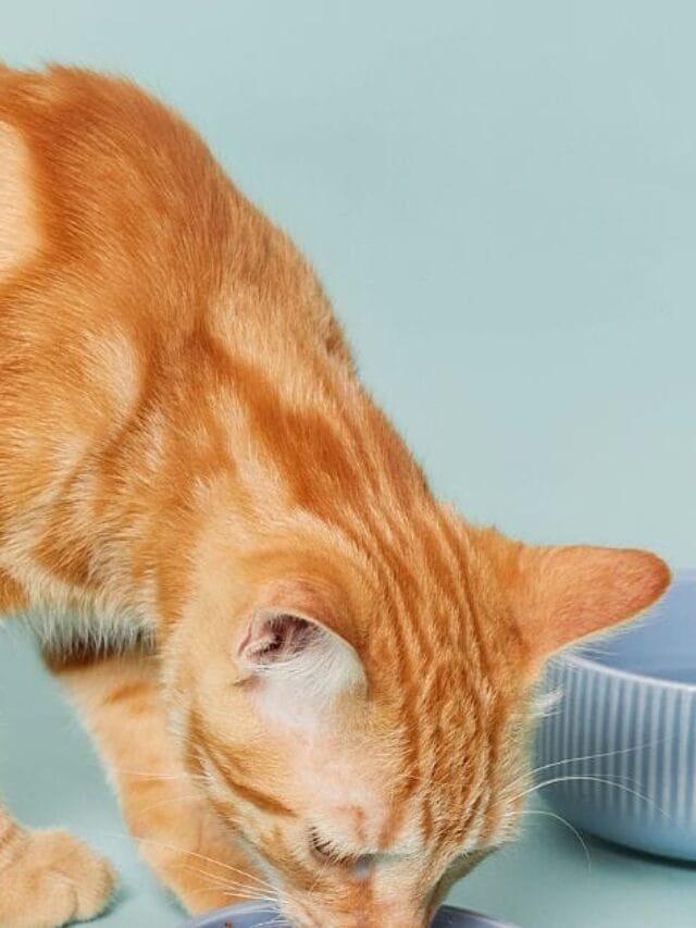 Ração para Gatos Castrados: Como Escolher a Ideal?