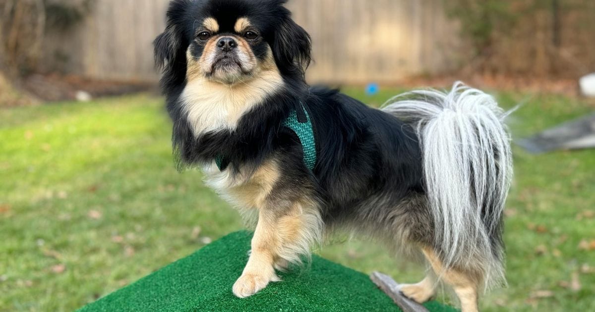 Por que Usar uma Rampa Para Cachorro?