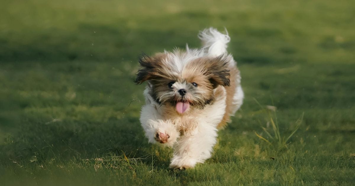 Cachorro peludinho: fofura que exige cuidados