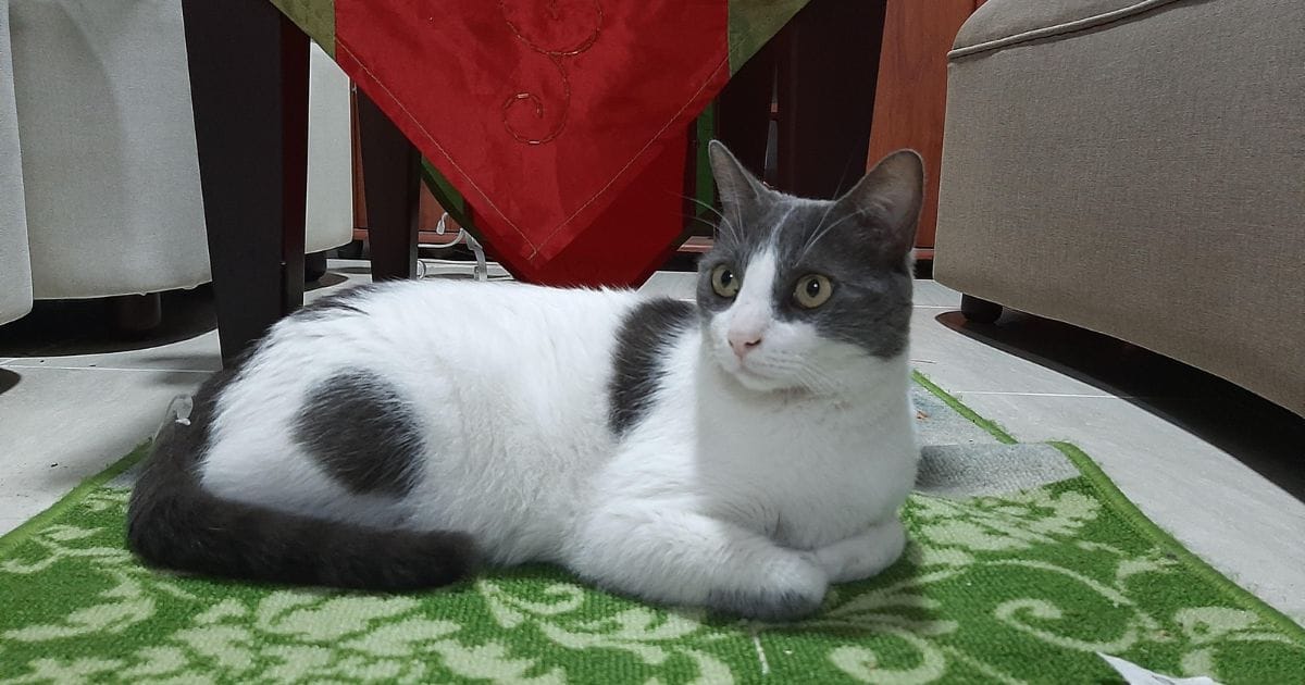 Dia do gato: História, Curiosidades e Como Comemorar