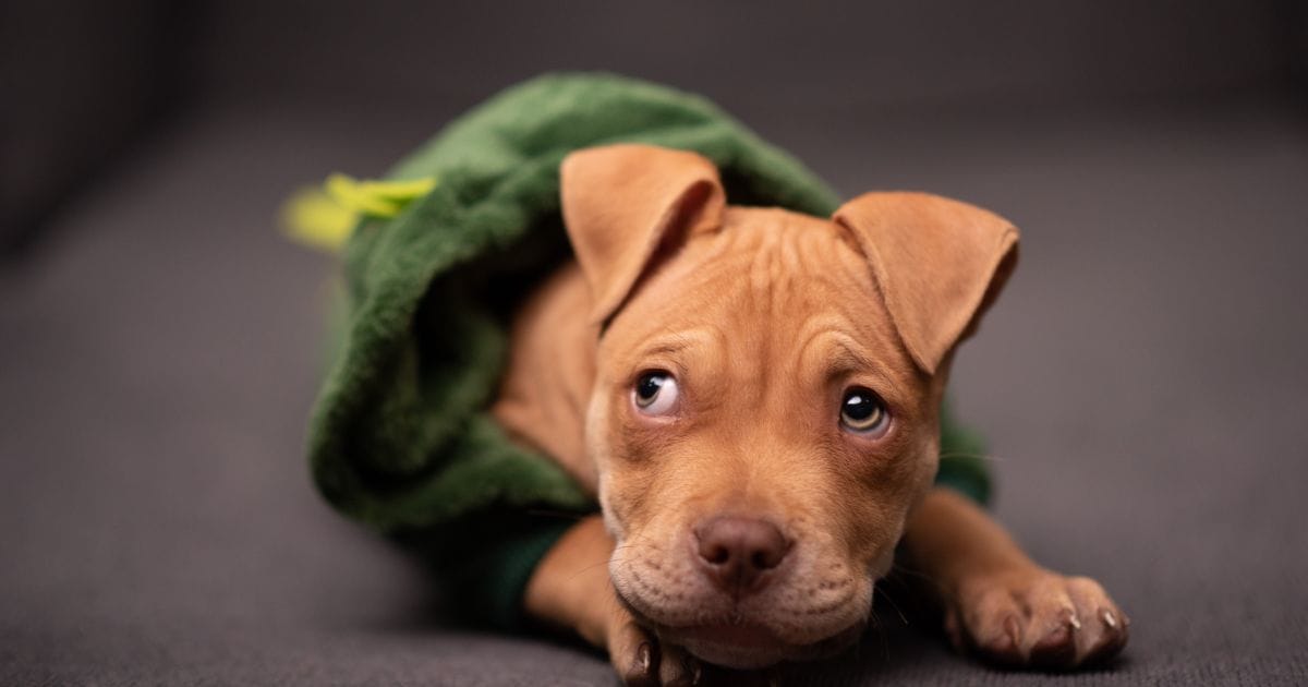 Pitbull pequeno: guia completo sobre essa versão encantadora