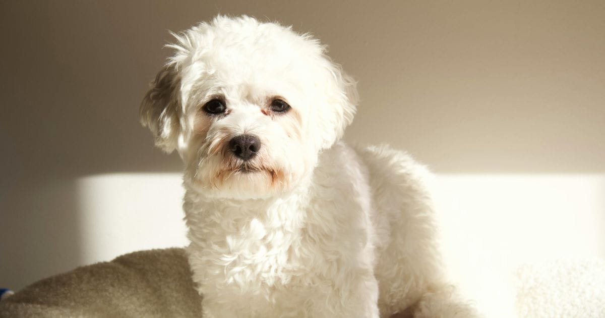 Pequinês Cachorro: Tudo Sobre a Raça Charmosa e Destemida