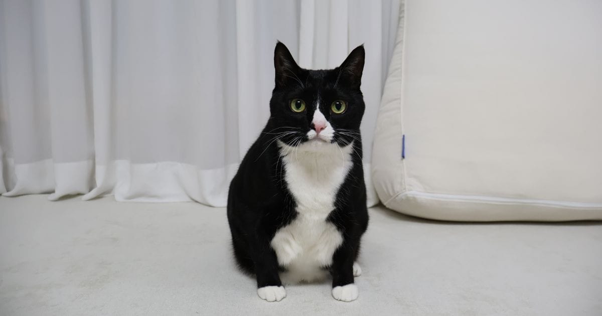 Gato Branco e Preto: Personalidade, Curiosidades e Cuidados