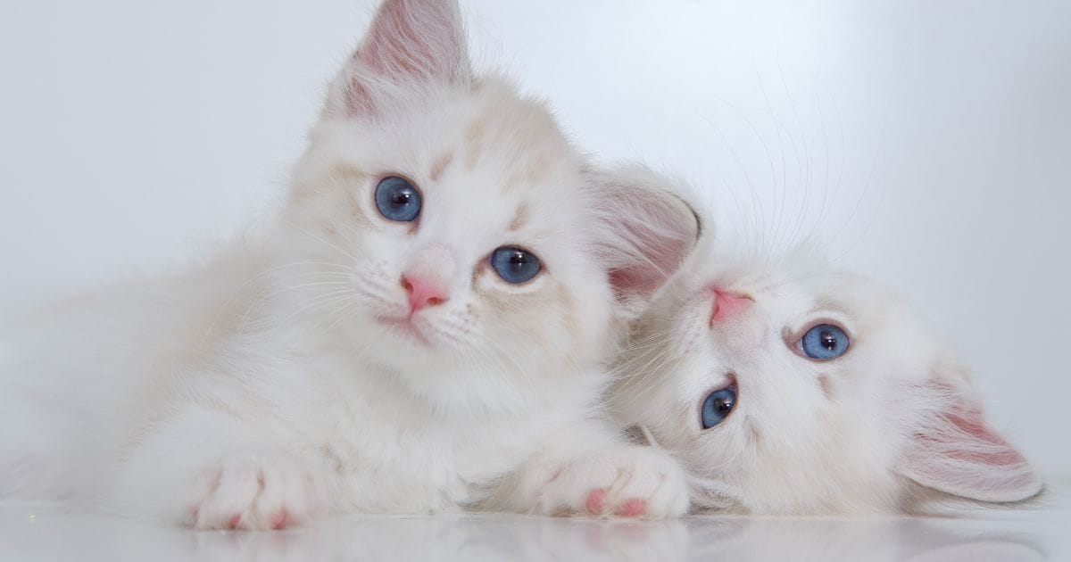 Gatinho Branco: Beleza Delicada e Cuidados Essenciais
