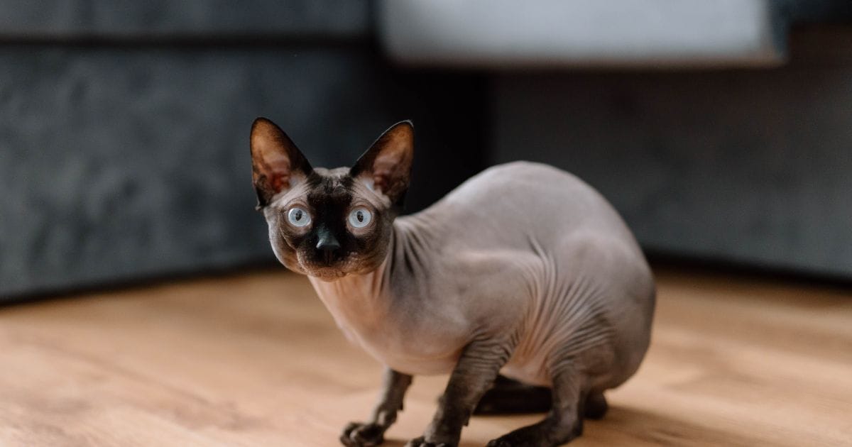 Gato sem pelo: beleza Exótica, cuidados e muito charme felino