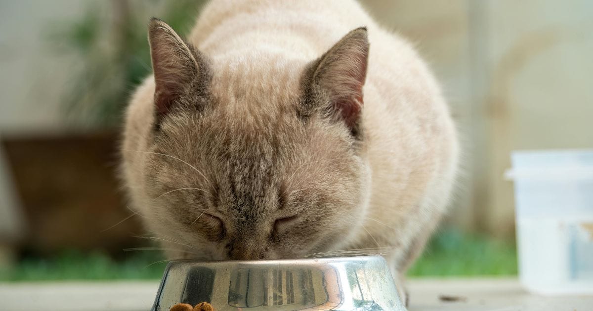 Ração Golden para gatos: vale a pena? Descubra tudo!