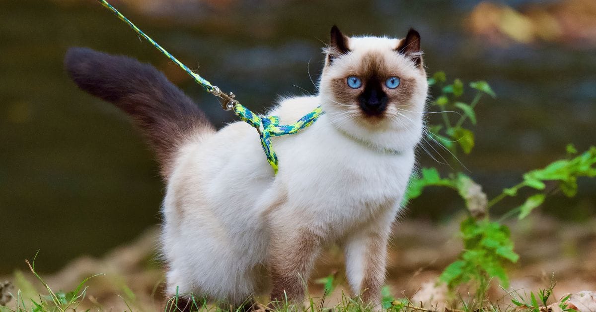 Gato angorá: beleza, elegância e muita personalidade