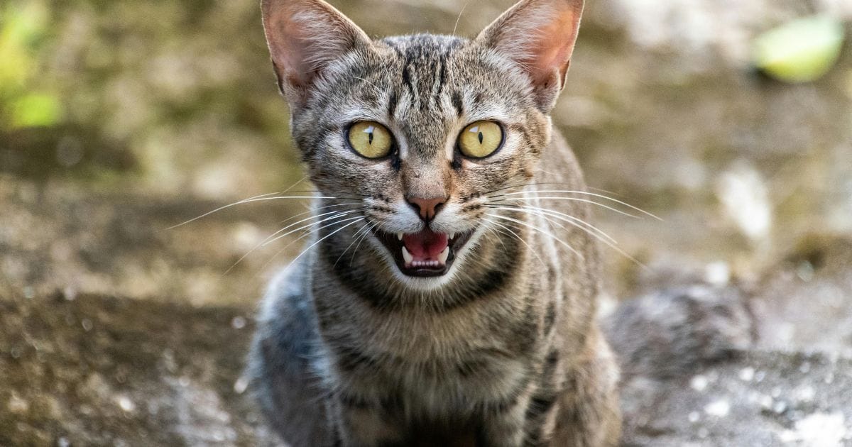 Gato miando: o que seu felino está tentando dizer?