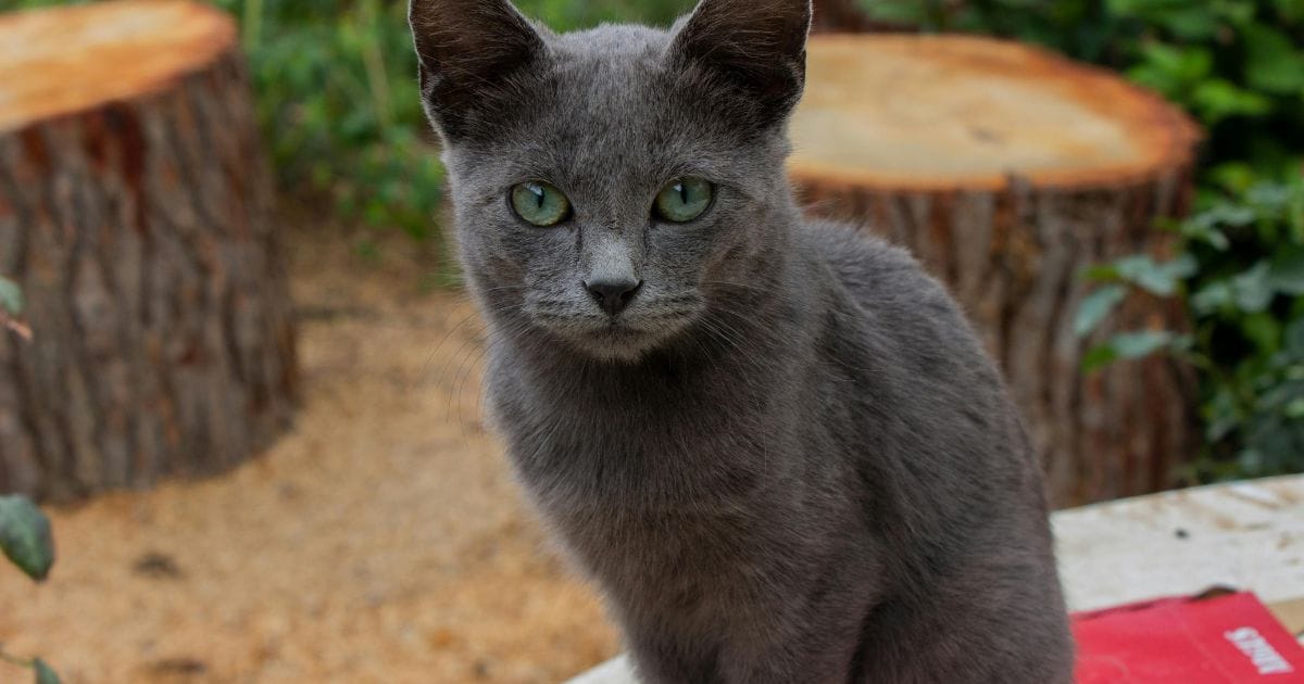 Gato Marrom: Personalidade, Curiosidades e Cuidados