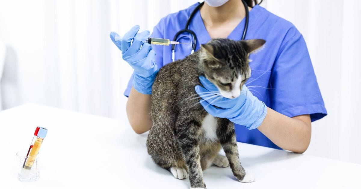Carrapato em Gato: Riscos, Prevenção e Tratamento