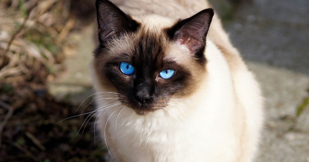 Gato Siamês Puro: Beleza Exótica e Personalidade Marcante