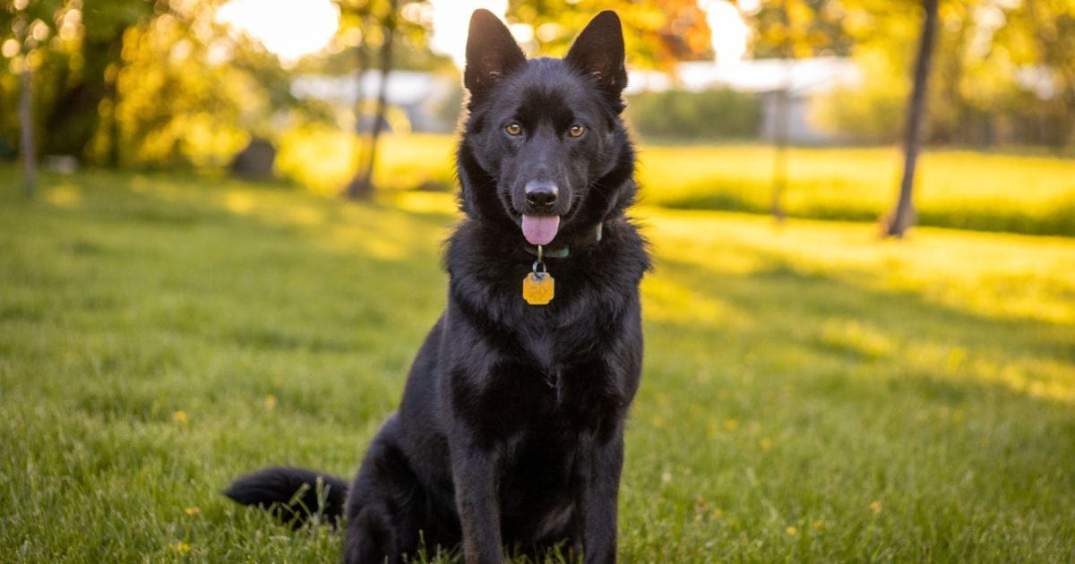 Pastor Alemao Preto Elegância, Inteligência e Lealdade