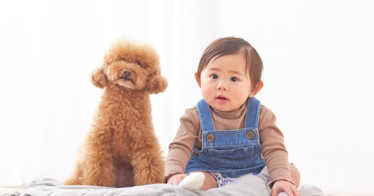 Poodle Cachorro Características, Cuidados e Curiosidades