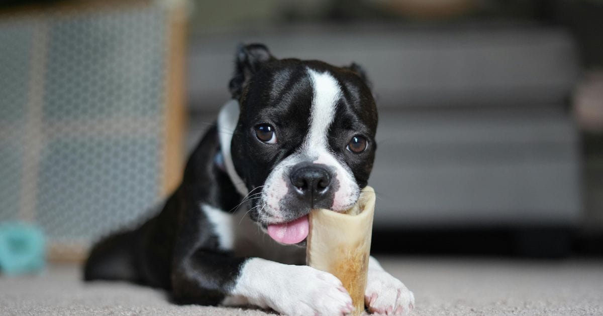 Cachorro Americano: Tudo o Que Você Precisa Saber