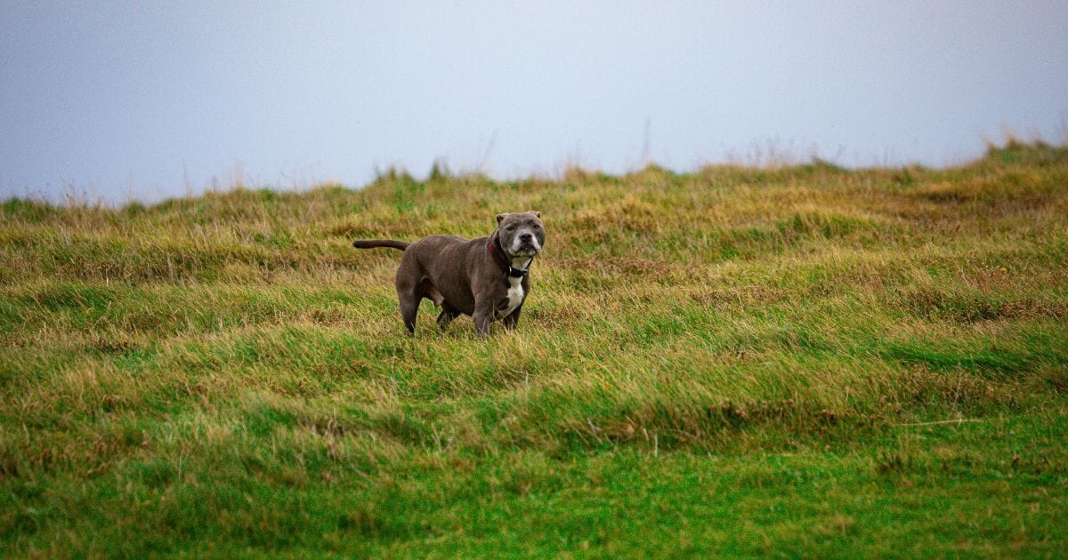 Pitbull American Staffordshire: guia completo da raça