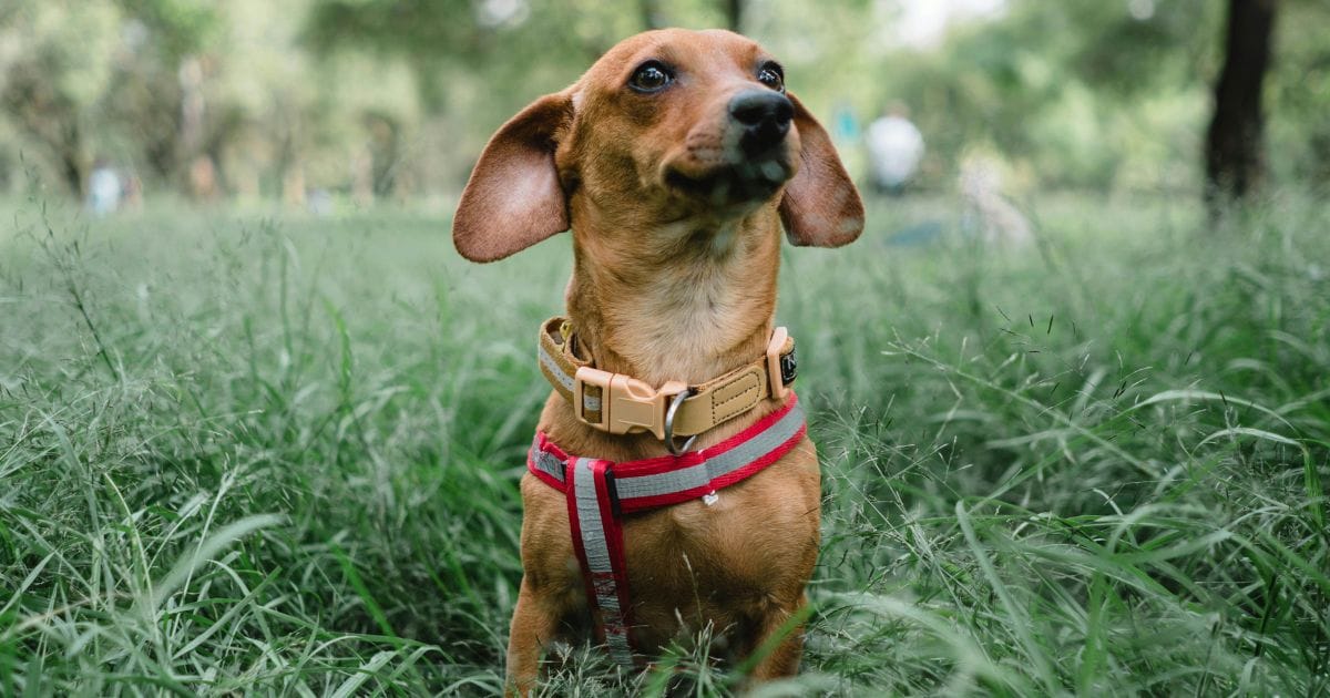 Cachorro Teckel: guia Completo Sobre a Raça Dachshund