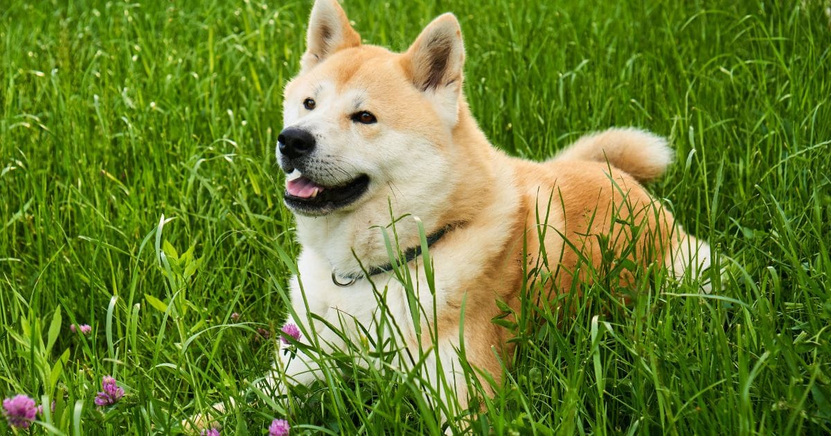 Cachorro Akita: Força, lealdade e Nobreza em uma só Raça