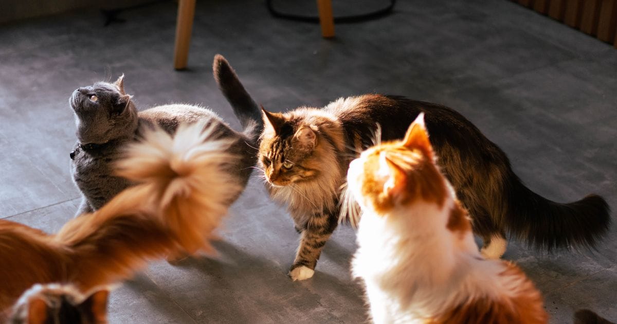 Gatil: tudo o que você precisa saber antes de escolher