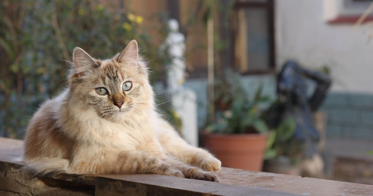 Sachê para gatos: benefícios, tipos e como escolher o melhor