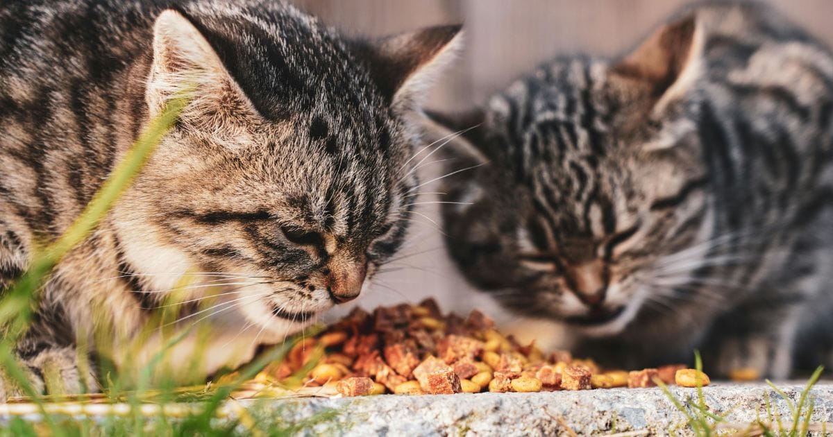 Enzimac Para Gatos: Para que Serve, Benefícios e Como usar