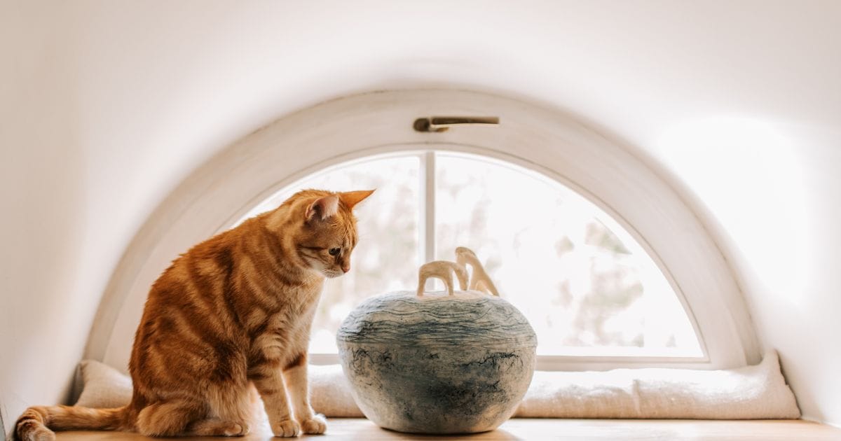 Gato Amarelo: Personalidade Marcante e Muito Carinho