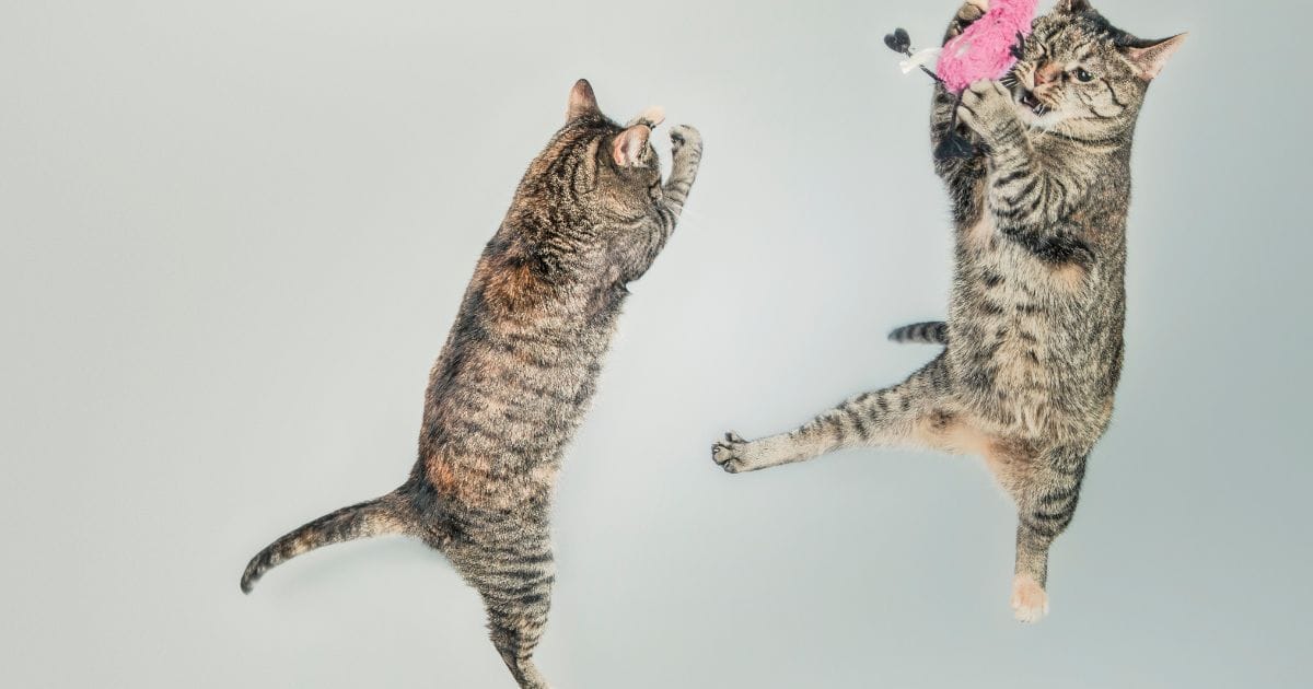 Gatos Engraçados: Momentos Hilários que Conquistam a Internet