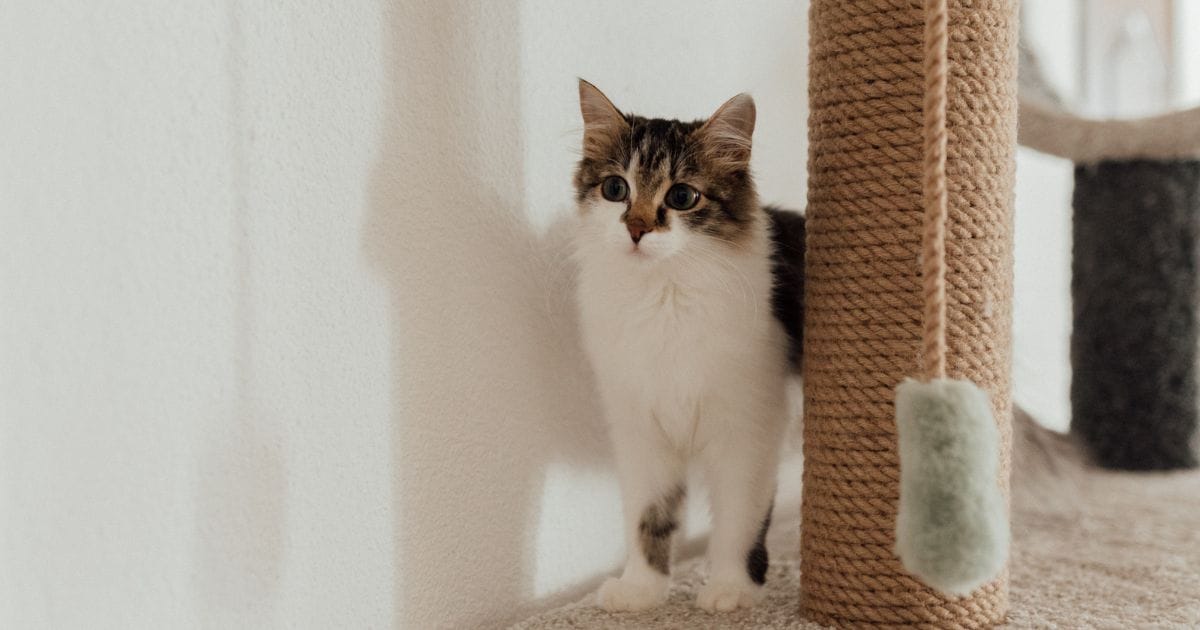 Felino Curiosidades e Cuidados Essenciais
