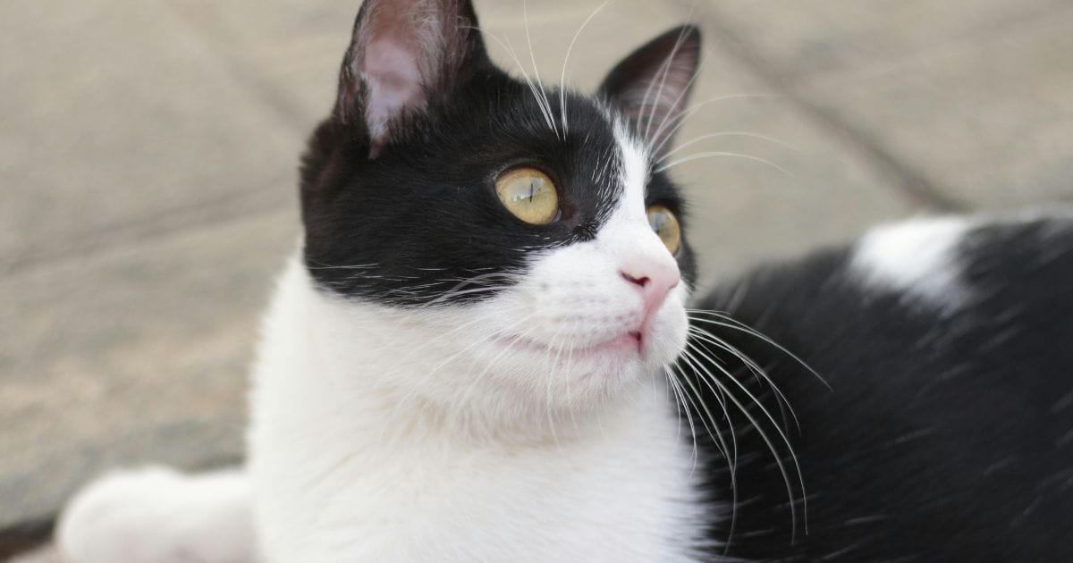 Gato Frajola: charme, Curiosidades e Cuidados Essenciais
