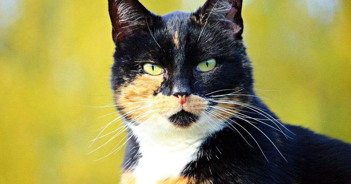 Gato Tricolor: um Felino Cheio de Charme e Mistério