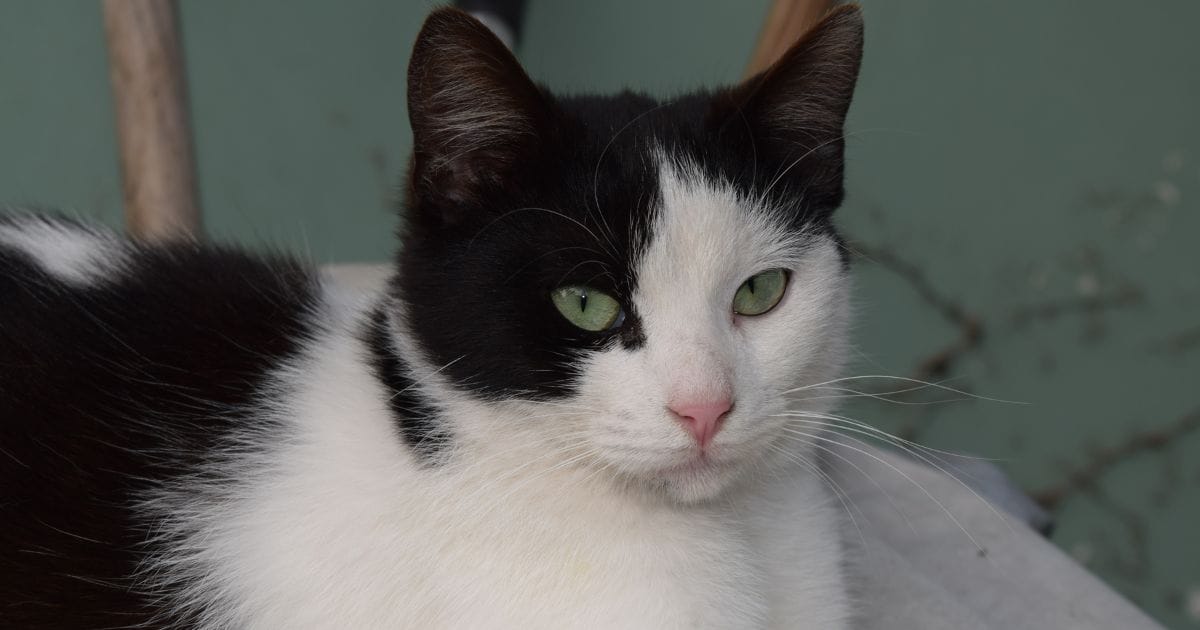 Gato Vesgo: Curiosidades, Causas e Cuidados essenciais