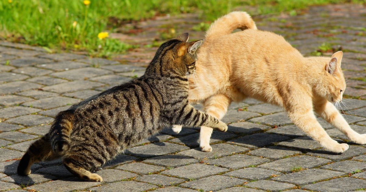 Gatos Brigando Por que Entenda e saiba como agir