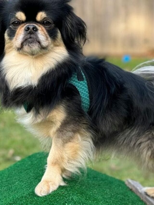 Por que Usar uma Rampa Para Cachorro?