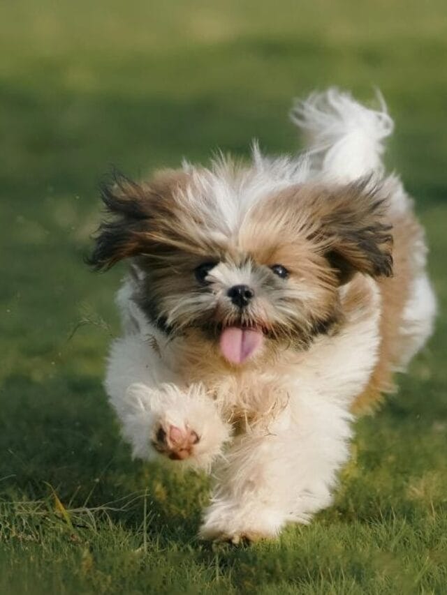 Cachorro peludinho: fofura que exige cuidados