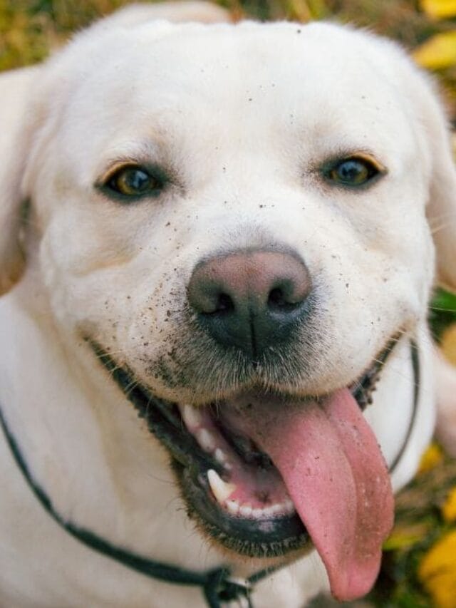 Adestrador de cães: Tudo Sobre a Profissão e Como Escolher