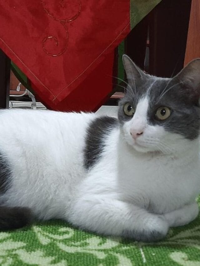 Dia do gato: História, Curiosidades e Como Comemorar