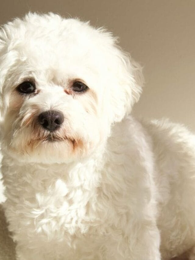 Pequinês Cachorro: Tudo Sobre a Raça Charmosa e Destemida