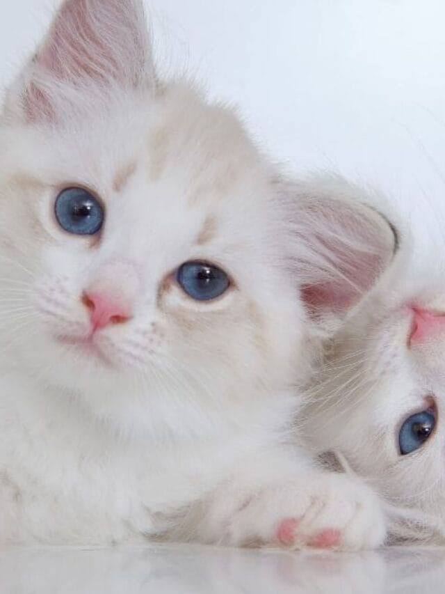 Gatinho Branco: Beleza Delicada e Cuidados Essenciais