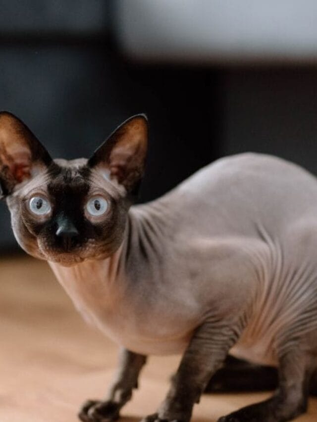 Gato sem pelo: beleza Exótica, cuidados e muito charme felino