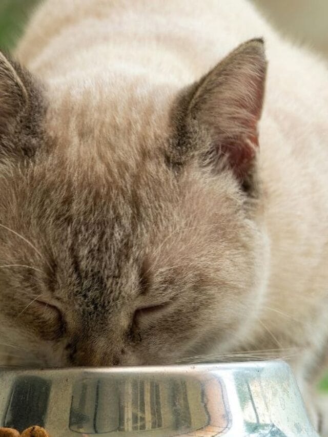 Ração Golden para gatos: vale a pena? Descubra tudo!