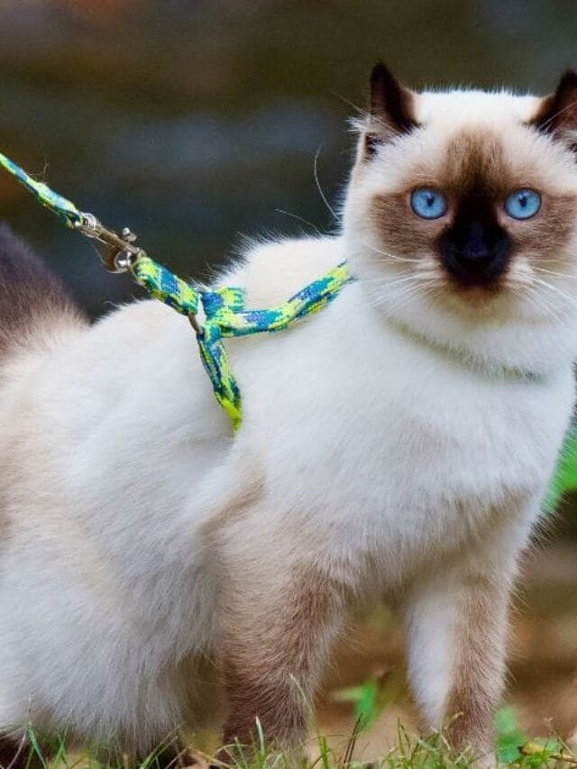 Gato angorá: beleza, elegância e muita personalidade