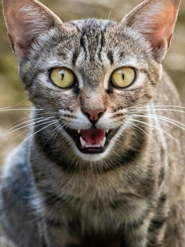 Gato miando: o que seu felino está tentando dizer?