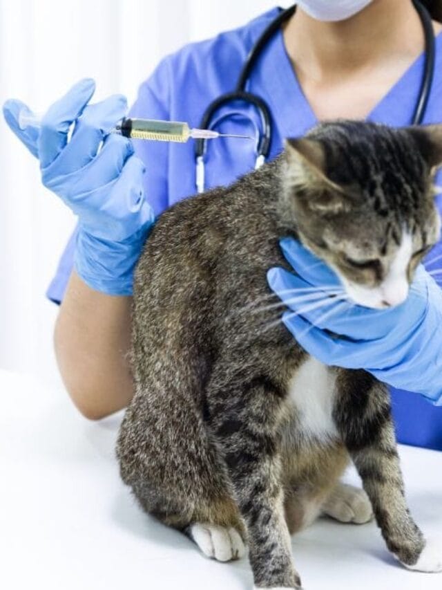 Carrapato em Gato: Riscos, Prevenção e Tratamento