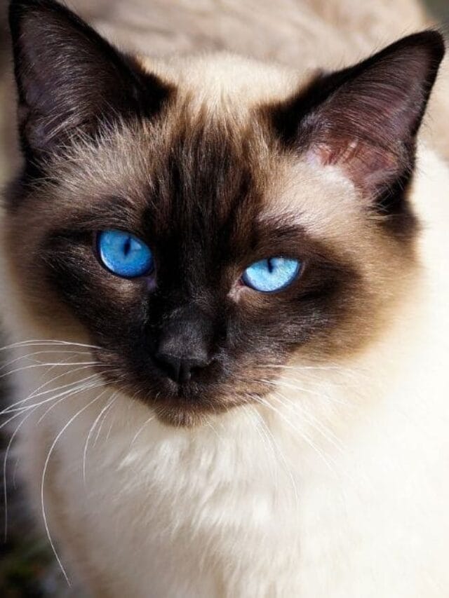 Gato Siamês Puro: Beleza Exótica e Personalidade Marcante