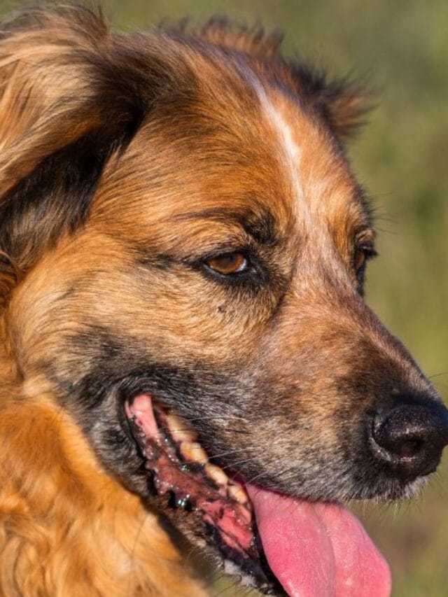 O cachorro mais bonito do mundo: beleza que encanta corações