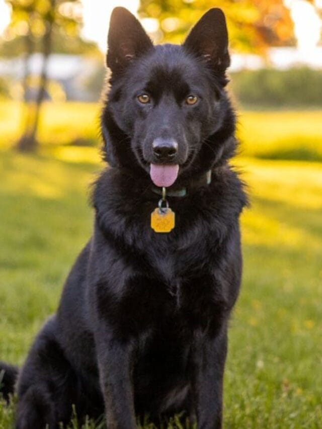 Pastor Alemao Preto Elegância, Inteligência e Lealdade