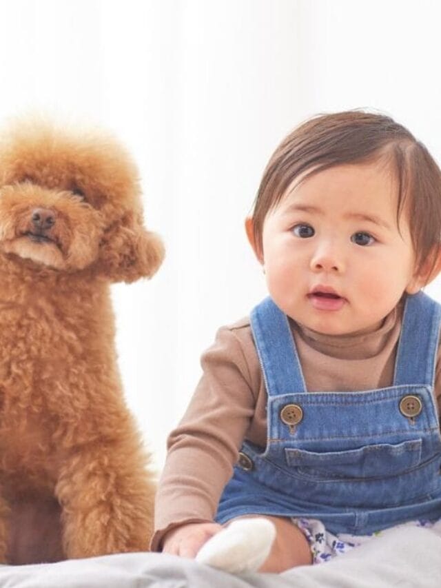 Poodle Cachorro Características, Cuidados e Curiosidades